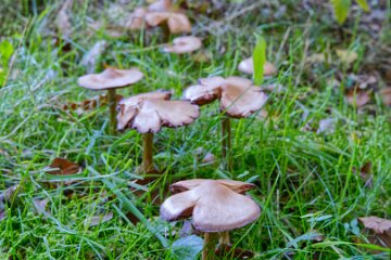 Park-Hall-CP-PLGM-H25_9064r1 6th October 2025: Park Hall Country Park: © 2025 Paul L.G. Morris: Fungi