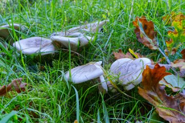 Park-Hall-CP-PLGM-H25_9073r1 6th October 2025: Park Hall Country Park: © 2025 Paul L.G. Morris: Fungi