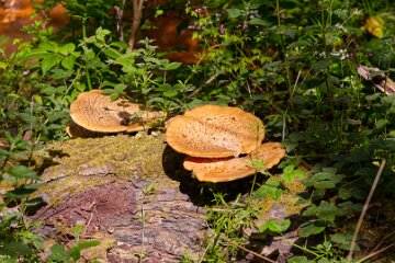 parrots-drumble-PLGM-G25_4439r1 16th May 2025: Parrots Drumble Nature Reserve: © 2025 Paul L.G. Morris: Fungi on a tree stump