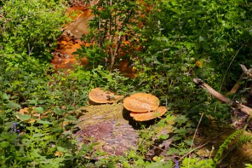 parrots-drumble-PLGM-G25_4445r1 16th May 2025: Parrots Drumble Nature Reserve: © 2025 Paul L.G. Morris: Fungi on a tree stump