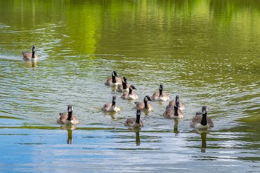 Waterfowl