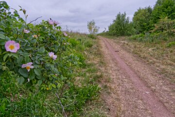 whitfield-valley-and-chatterley-PLGM-H25_4027r1 22nd May 2025: Chatterley Whitfield Colliery: © 2025 Paul L.G. Morris: View from the spoil heap with roses