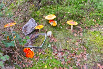 Park-Hall-CP-PLGM-H25_8776r1 6th October 2025: Park Hall Country Park: © 2025 Paul L.G. Morris: Fungi amongst the rubbish
