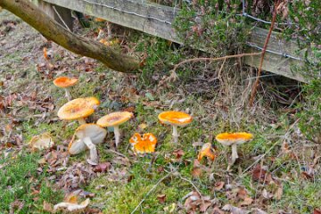 Park-Hall-CP-PLGM-H25_8779r1 6th October 2025: Park Hall Country Park: © 2025 Paul L.G. Morris: Fungi