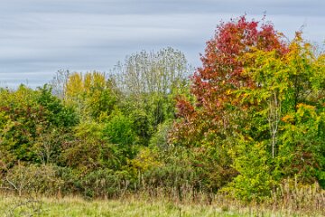 Park-Hall-CP-PLGM-H25_8827r1 6th October 2025: Park Hall Country Park: © 2025 Paul L.G. Morris: