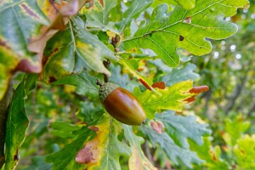 Park-Hall-CP-PLGM-H25_8887r1 6th October 2025: Park Hall Country Park: © 2025 Paul L.G. Morris: Acorns and Oak trees