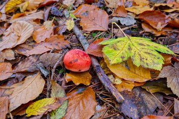 Park-Hall-CP-PLGM-F25_4002r1 30th October 2025: Park Hall Country Park: © 2025 Paul L.G. Morris: Fungi west of the quarry area near Bolton Gate