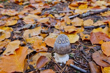 Park-Hall-CP-PLGM-F25_4014r1 30th October 2025: Park Hall Country Park: © 2025 Paul L.G. Morris: Fungi west of the quarry area near Bolton Gate