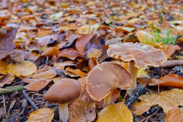Park-Hall-CP-PLGM-F25_4023r1 30th October 2025: Park Hall Country Park: © 2025 Paul L.G. Morris: Fungi west of the quarry area near Bolton Gate