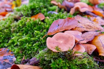 Park-Hall-CP-PLGM-F25_4033r1 30th October 2025: Park Hall Country Park: © 2025 Paul L.G. Morris: Fungi west of the quarry area near Bolton Gate