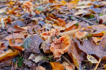 Park-Hall-CP-PLGM-F25_4041r1 30th October 2025: Park Hall Country Park: © 2025 Paul L.G. Morris: Fungi west of the quarry area near Bolton Gate