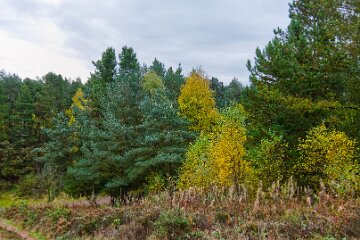 Park-Hall-CP-PLGM-F25_4086r1 30th October 2025: Park Hall Country Park: © 2025 Paul L.G. Morris