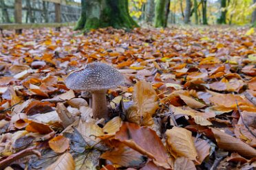 Park Hall Country Park Visit 2 Fungi 30th October 2025: Park Hall Country Park: Fungi: © 2025 Paul L.G. Morris