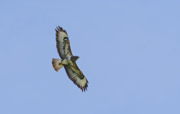 Photograph copyright 2020 Steven Cheshire
(Transforming the Trent Valley)