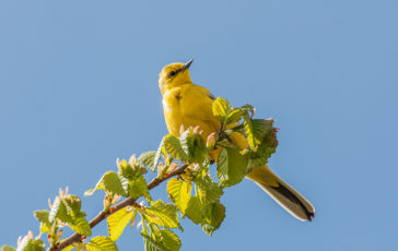 Photograph copyright 2020 Steven Cheshire
(Transforming the Trent Valley)