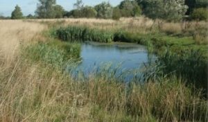 Dragonfly pond