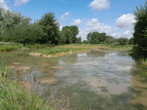 A pond creates vital habitat for many species