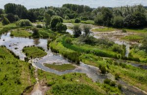 New wetlands in Rugeley Riverside Park