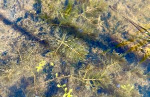 View into water of locally uncommon Spiked water-milfoil